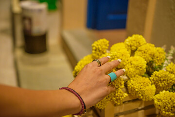Female hand ready to pick a bunch of the famous Sempreviva flower in Kythira island, Greece