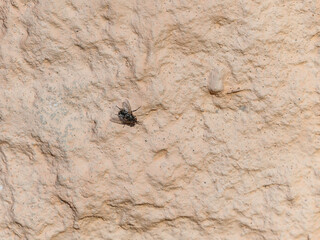 A fly is sitting on the wall of the house