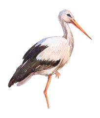 Watercolor illustration of bird stork on white backgroud