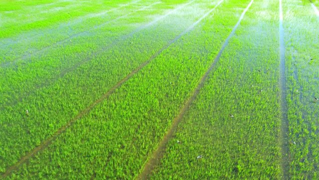 4K Aerial wide view of beautiful green rice sapling fields in the rural of Pathum Thani Province, Thailand. Green nature background.
