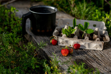 red strawberrys and egg tray with srtawberry germinated seed, sunset, wooden background