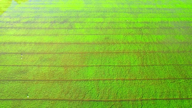 4K Aerial wide view of beautiful green rice sapling fields in the rural of Pathum Thani Province, Thailand. Green nature background.
