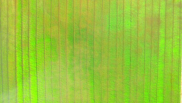 4K Aerial wide view of beautiful green rice sapling fields in the rural of Pathum Thani Province, Thailand. Green nature background.
