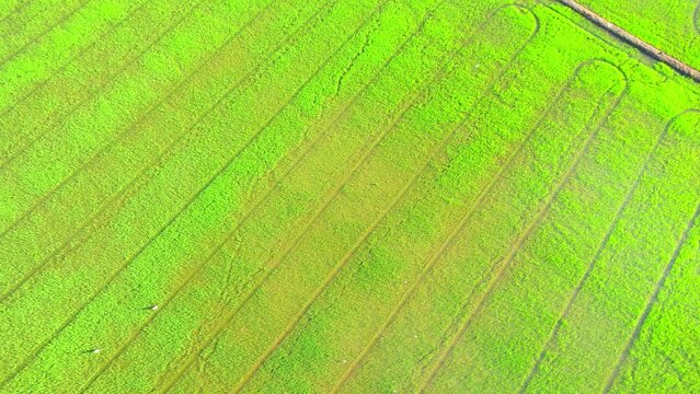 The sapling of the green rice sapling plant. Video of fresh spring rice field green background. green nature background. Rice Industry in Pathum Thani Province, Thailand. 4K drone.
