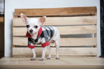 Amazing small purebred white chihuahua dog with smile on its muzzle wears in warm winter coat stands next to the wooden craft texture wall on the rustic table at the farm house, posing to the camera.