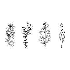 One Line Drawing Set Of Plants Black Sketch of Flowers Isolated on White Background. Flowers One Line Illustration. Minimalist Prints Set. Vector. Modern Single Line Art, Aesthetic Contour.