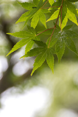 緑のモミジ　初夏のイメージ