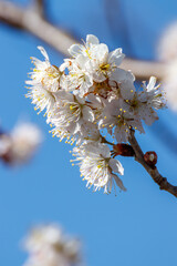 桜の花　春のイメージ