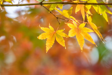 紅葉　秋の和風イメージ
