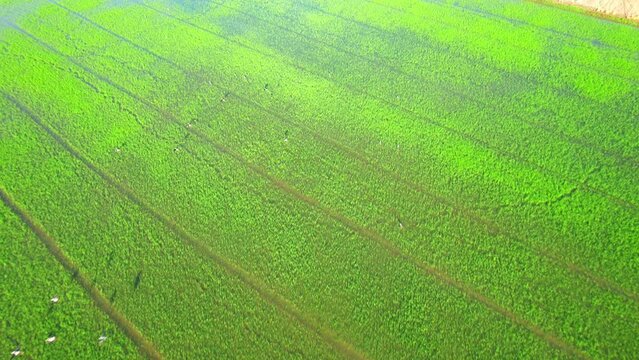 Drone flying over the beautiful rice sapling field scenery. nature green pattern. Rice Industry in Thailand

