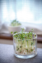 かいわれ大根の室内栽培