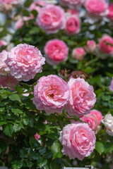 バラの花　初夏のイメージ