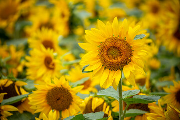 Fototapeta premium ひまわりの花 夏のイメージ
