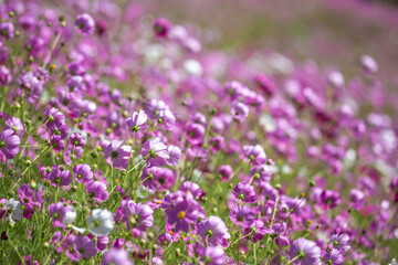 コスモスの花　秋のイメージ