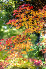 紅葉　秋のイメージ