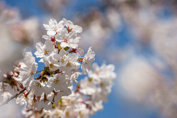 桜の花　春のイメージ