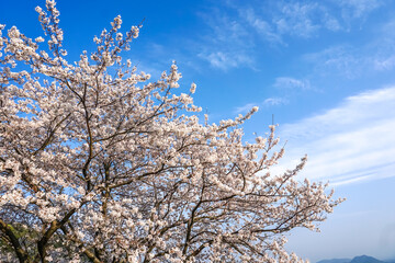 桜の花　春のイメージ