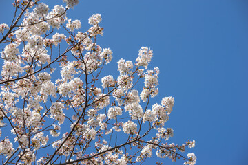 桜の花　春のイメージ