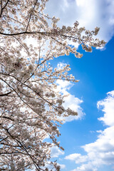 桜の花　春のイメージ