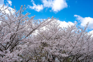 桜の花　春のイメージ