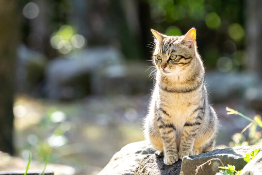 どら猫 の画像 10 015 件の Stock 写真 ベクターおよびビデオ Adobe Stock