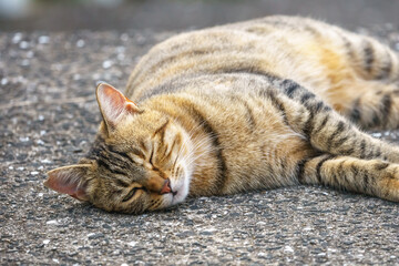 野良猫のポートレート