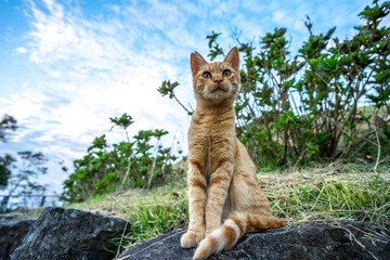 Obraz premium 野良猫のポートレート