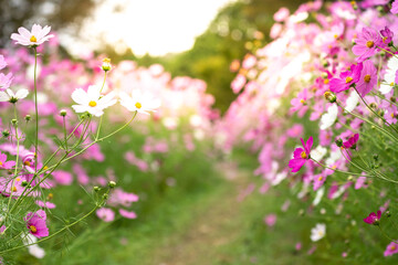 コスモスの花　秋のイメージ