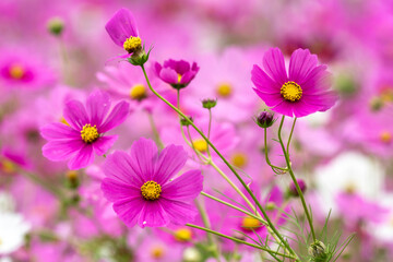 コスモスの花　秋のイメージ