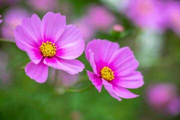 コスモスの花　秋のイメージ