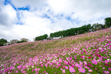 Fototapeta premium コスモスの花 秋のイメージ