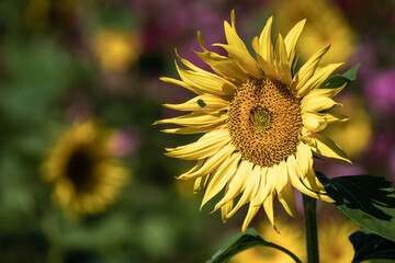 ひまわりの花　夏のイメージ