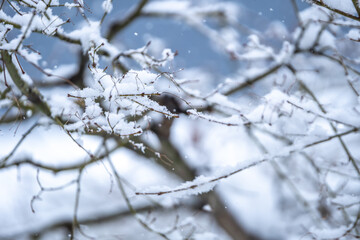 木の枝の積雪　冬のイメージ