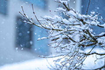 木の枝の積雪　冬のイメージ
