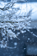 木の枝の積雪　冬のイメージ