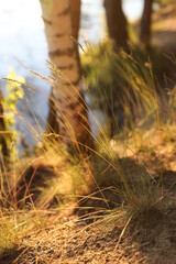 Summer forest in the suburbs, Dzerzhinsky, Russia.