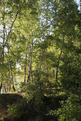 Fototapeta premium Summer forest in the suburbs, Dzerzhinsky, Russia.
