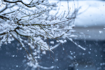 木の枝の積雪　冬のイメージ