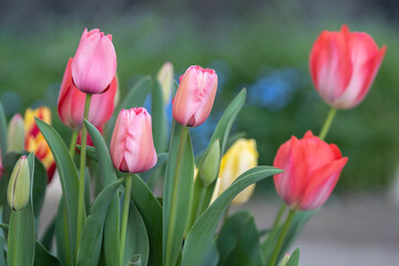チューリップの花　春のイメージ
