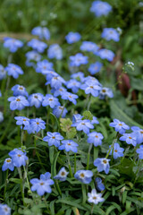 ハナニラの花　春のイメージ