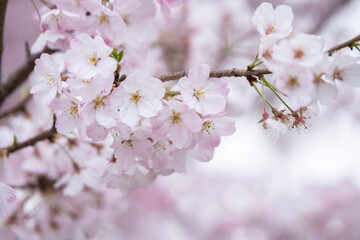 Obraz premium 桜の花 春のイメージ