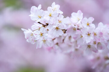 桜の花　春のイメージ