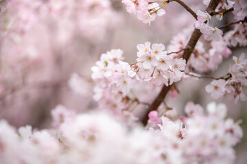 桜の花　春のイメージ