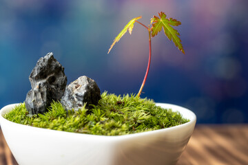 苔盆栽　和風イメージ
