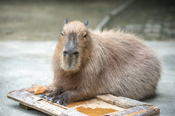 カピバラのポートレート
