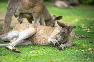 カンガルーのポートレート
