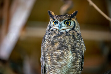 ふくろうのポートレート