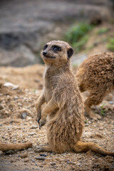 ミーアキャットのポートレート