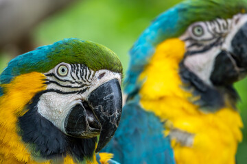 ルリコンゴウインコのポートレート
