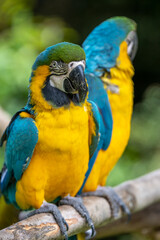 ルリコンゴウインコのポートレート